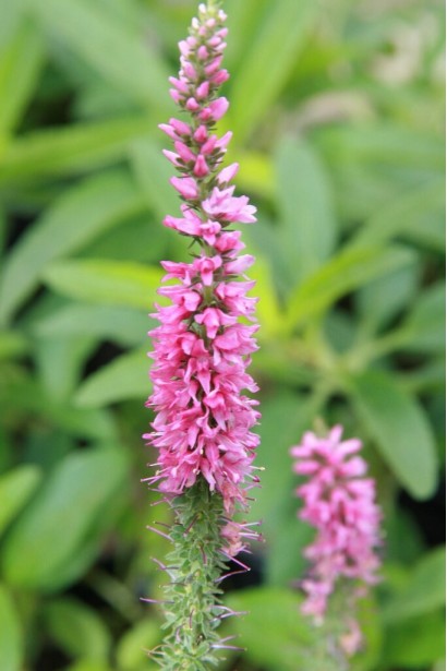 Вероніка колосиста рожеві квіти